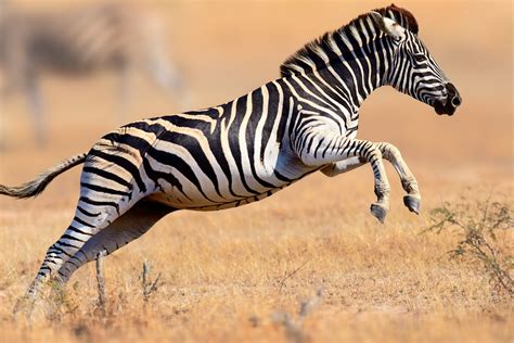 Running Through Kruger National Park South Africa Zebras Zebra