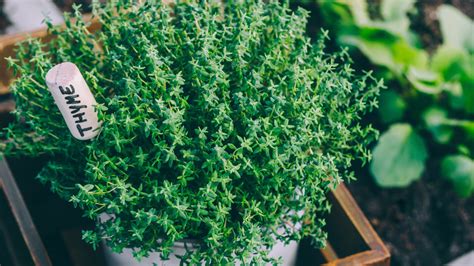11 Varieties Of Thyme Explained
