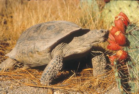 Sometimes burn the thorns off cacti so cattle can though, thorny cacti would cause other animals a great deal of pain and difficulty, as camels live in the desert, their mouth and tongue support them in. Conservation plan being sought for Mohave Desert tortoise ...