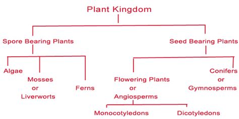 Plantzee Type Of Plants