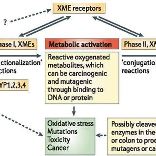 Effect Of Genetic Polymorphisms In Xenobiotic Metabolizing Enzymes