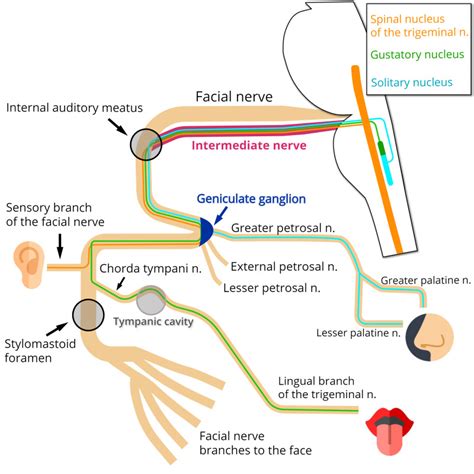 Facial Nerve Palsy Pathway