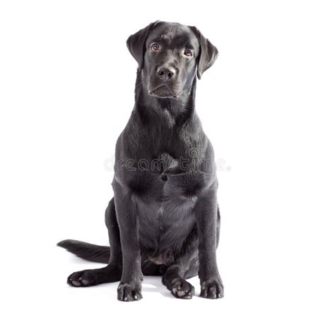 Black Labrador Dog Isolated On White Stock Photo Image Of Labrador