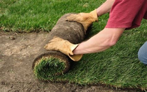 What Are Roll Of Sod Dimensions Complete Guide