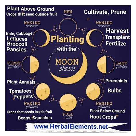 Planting With The Moon Phases