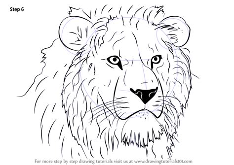 Step By Step How To Draw Lion Head F22