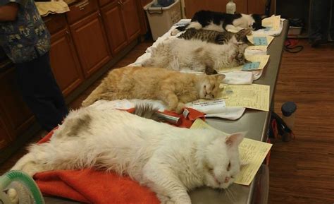 Medina County Women Donate 8600 To Help Quick Fix Neuter Cats For 10