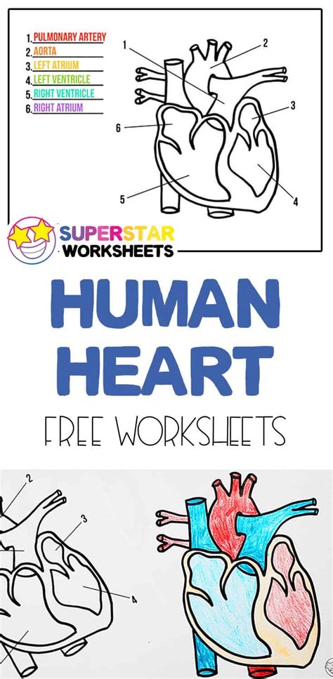 Heart Worksheets Superstar Worksheets