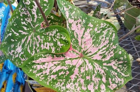 Try Caladiums For Shade Gardens Tropical Plants