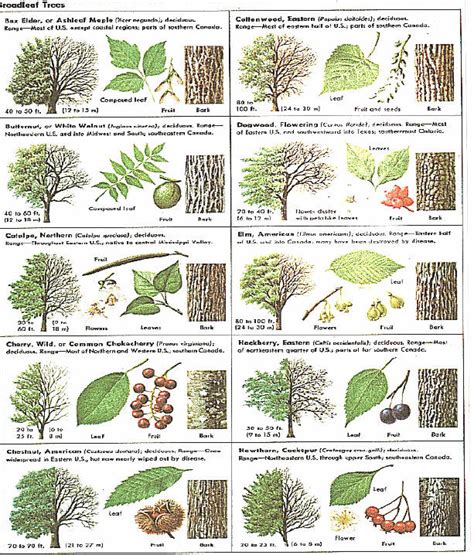 How Can Leaves Identify A Tree Phenology Science With Grambo Tree