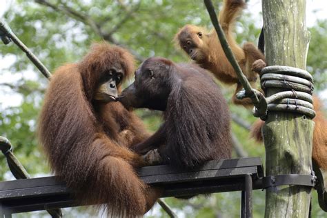 Singapore Zoo Orangutan 3 Sentosa Resort Island And Singapore Zoo