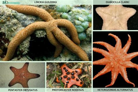 Tipos De Estrellas De Mar Nombres Y Fotos