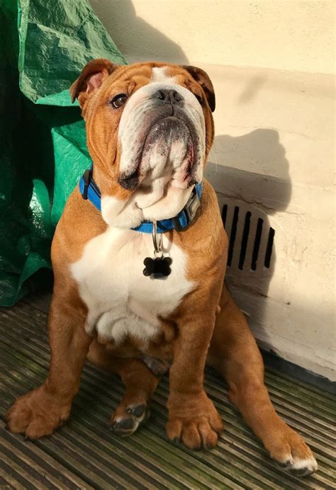 The babies do need a good home so be free to get to me now for more information and pictures if you are interested in having the puppies they need ju… Pedigree English Bulldog puppy | London, Central London | Pets4Homes