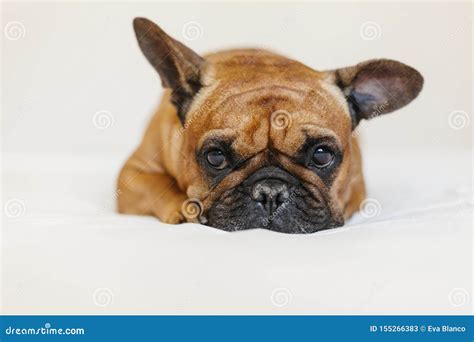 Cute Brown French Bulldog Lying On The Bed At Home And Looking At The