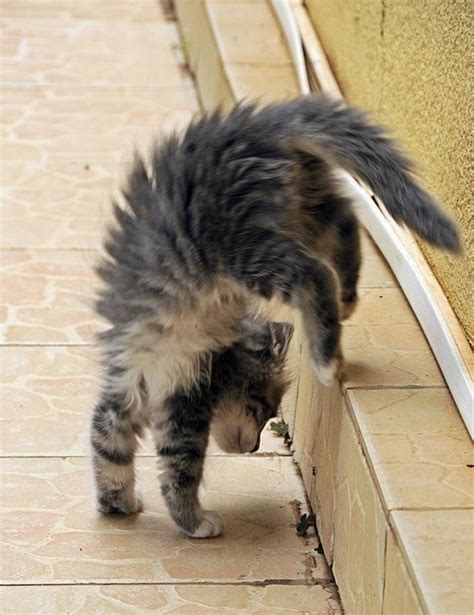 7 Best Cat Gymnastics Images On Pinterest Adorable Animals Funny
