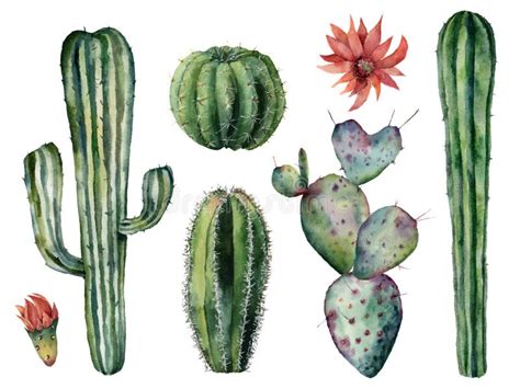 Watercolor Cacti Set Hand Painted Dessert Plants With Flowers Isolated