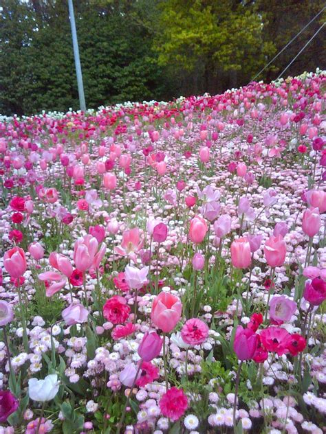Pink Dreams Tulips Floriade Canberra Australia♡ Flower Garden Plants