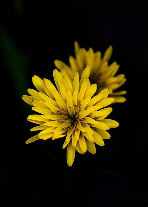 Bunga Bunga Kuning Kelopak Foto Gratis Di Pixabay Pixabay