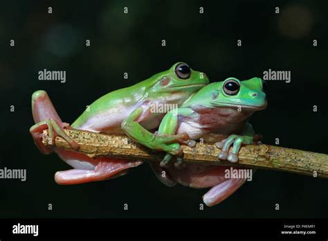 Two Dumpy Tree Frogs On A Branch Stock Photo Alamy