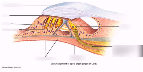 Organ Of Corti Diagram Diagram Quizlet