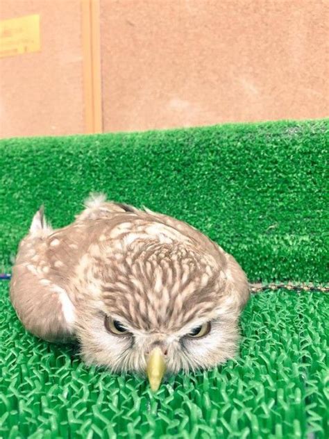 なにこの癒し！超絶かわいいフクロウの寝姿が話題に Owl Cute Animals Animals