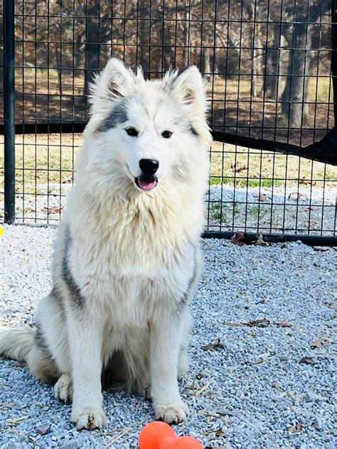 A Dog’s Dream – All Dogs Dream