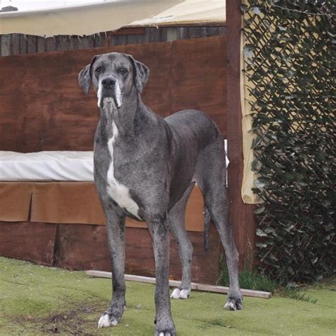 The world record of the biggest dog in the world or largest dog in the world holder was a great dane named zeus who stood an astounding 44 people have been breeding dogs for thousands of years. Freddy the Great Dane Is Named the World's Tallest Male Dog by Guinness World Records