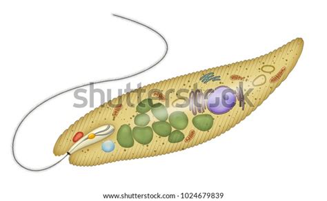 Anatomy Euglena Stock Illustration 1024679839 Shutterstock