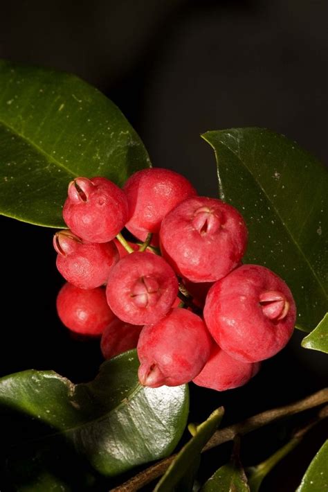 We did not find results for: Pin on EXOTIC FRUITS & FRUIT TREES
