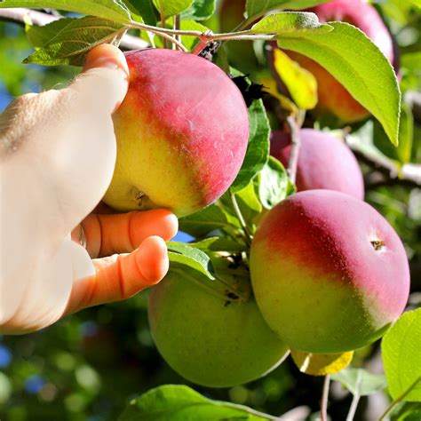 Cortland Apple Tree Green Thumbs Garden