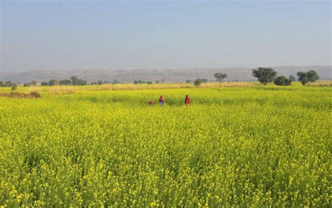 Mustard Crop Seen Up 19 On Higher Yield The Hindu Businessline