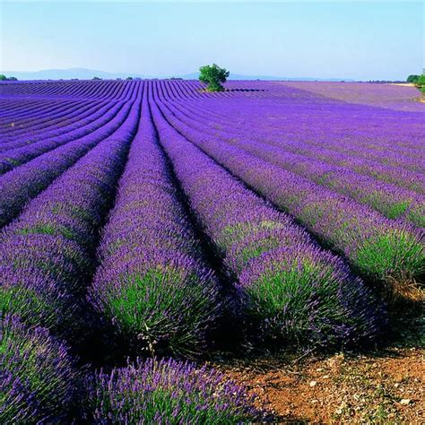 20pcs Bag French Provence Lavender Seeds Very Fragrant Organic