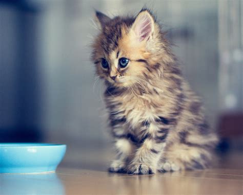 Find the best cat wallpapers hd 1920x1080 on getwallpapers. Google Image Result for http://www.mrwallpaper.com ...