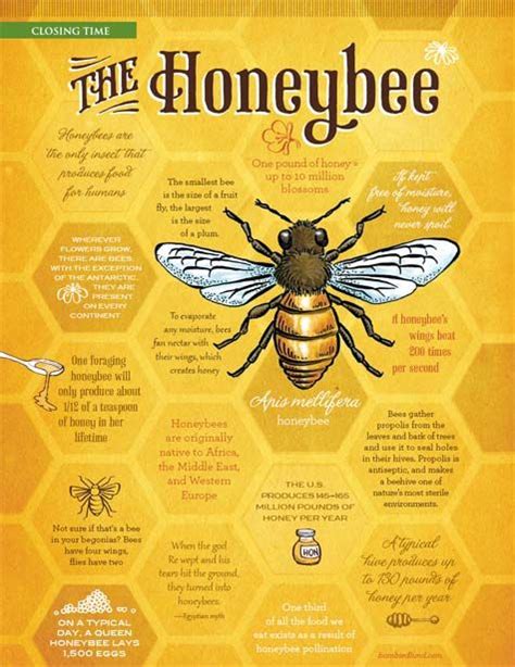 ♥♥the Honeybee♥♥ Honey Bees Pinterest Graphics Honey Bees And Facts