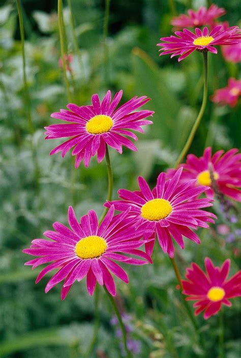How To Grow And Care For Fall Mums Better Homes And Gardens