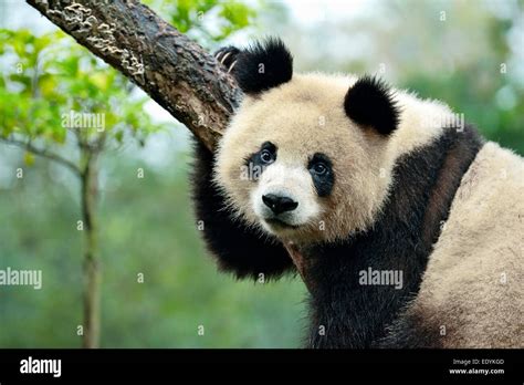 El Panda Gigante Ailuropoda Melanoleuca Colgado De Un Rbol Cautiva