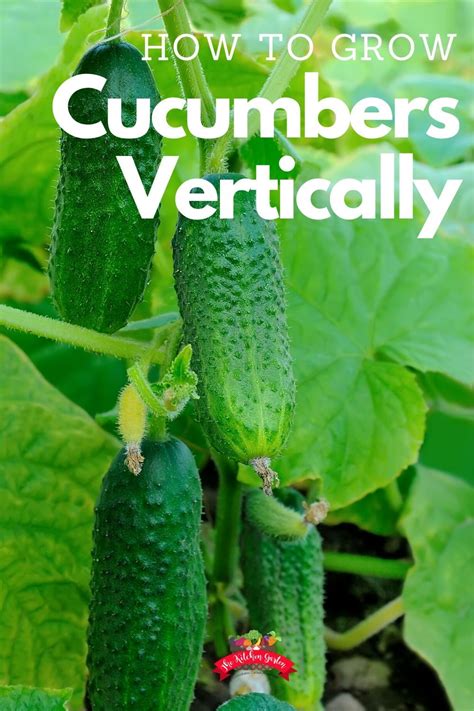 How To Grow Cucumbers Vertically Growing Cucumbers Vertically