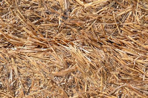 Texture Of Dried Grass Hay Close Up Stock Photo Image Of Autumn