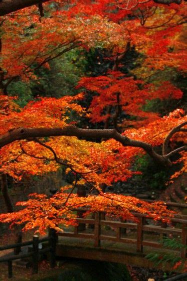 紅葉・落葉・色づく山々‐秋の風景28枚 Autumn Scenery Autumn Landscape Autumn Scenes