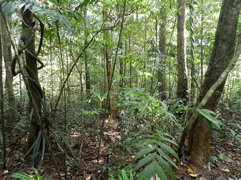 Filetropical Rainforest Agumbe Wikimedia Commons