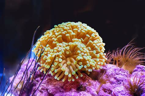 Sea Anemone Stock Photo Image Of Elegant Fancy Oxygen 123701614