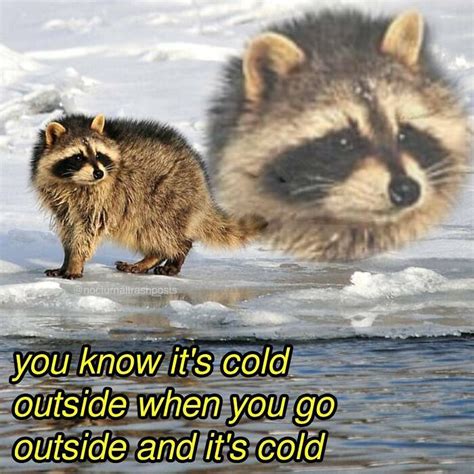 Nocturnal Trash Posts Raccoon Memes Instagram Funny Animals Trash