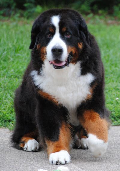 Everything About Your Bernese Mountain Dog Luv My Dogs