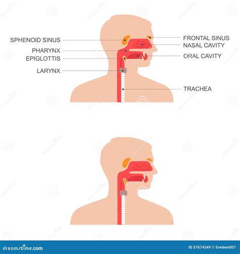 Throat And Nose Anatomy Vector Blank Mouth Structure Stock Vector By