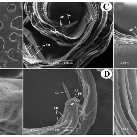 Light Photomicrographs Of The Female Passalurus Ambiguus Isolated From