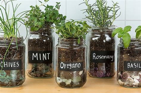 How To Grow Your Own Countertop Herb Garden