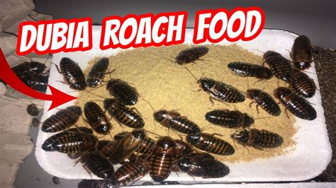 feeding dubia roaches youtube