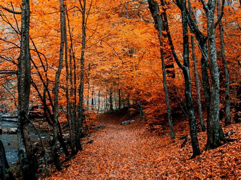 Orange Leaves Autumn Path Foliage 4k Nature Hd Desktop Wallpaper