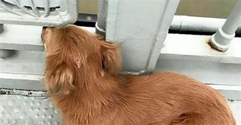 Der Hund Wartete Vier Tage Darauf Dass Sein Besitzer Auf Die Brücke