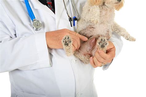The first is about the workflow currently. Detecting & Treating Cancer in Dogs - Petsecure